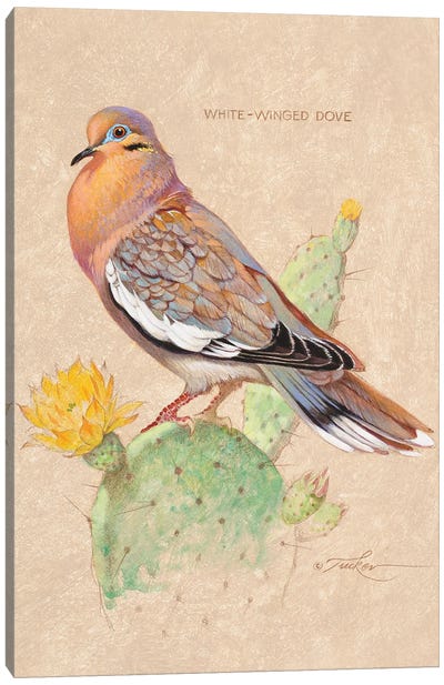 White Winged Dove On Cactus Canvas Art Print - Ezra Tucker