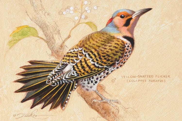 Yellow-Shafted Flicker