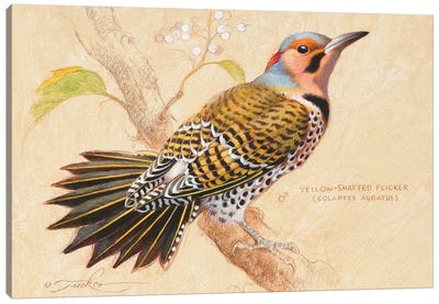Yellow-Shafted Flicker Canvas Art Print - The Art of the Feather