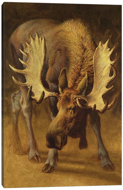 Yellowstone Moose Canvas Art Print - Golden Hour Animals
