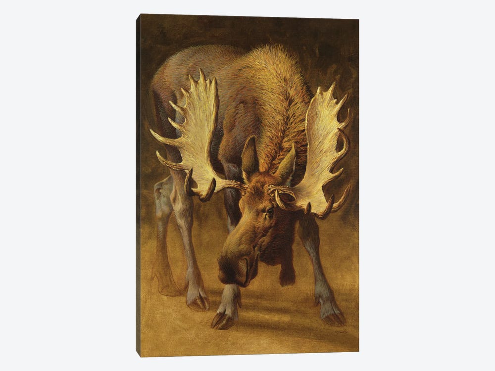 Yellowstone Moose by Ezra Tucker 1-piece Canvas Wall Art