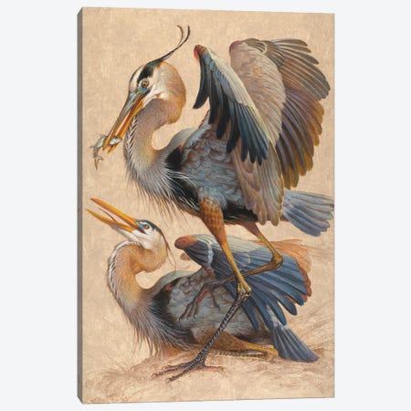 Great Blue Herons Canvas Print #EZT77} by Ezra Tucker Canvas Wall Art