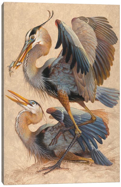 Great Blue Herons Canvas Art Print - Animal Illustrations