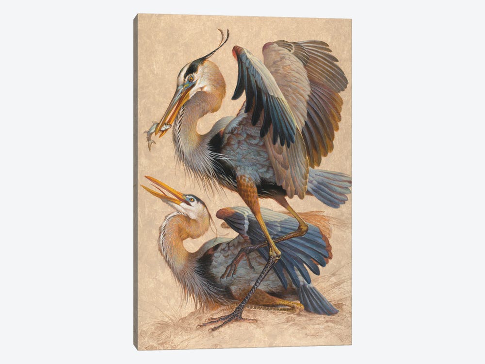 Great Blue Herons by Ezra Tucker 1-piece Canvas Print