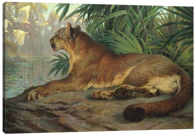 Lion And Egrets Canvas Art Print - Ezra Tucker