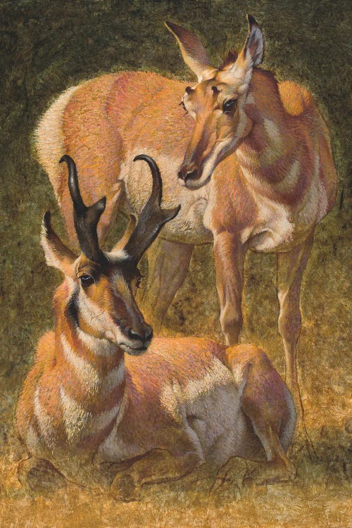 Pronghorn by Ezra Tucker wall art