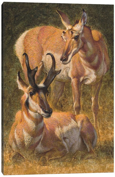 Pronghorn Canvas Art Print - Golden Hour Animals