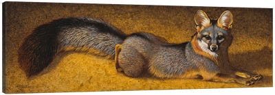 A Desert Dandy Canvas Art Print - Golden Hour Animals