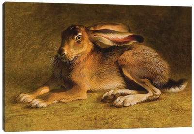 A Noble Black-tailed Jack Canvas Art Print - Rabbit Art