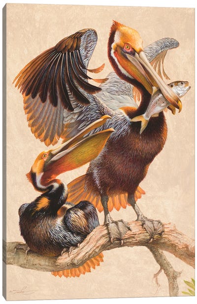 Fresh Catch Canvas Art Print - Pelican Art