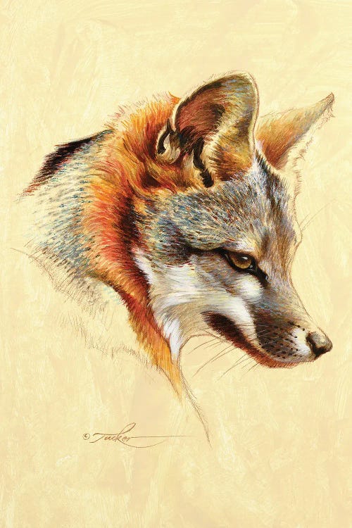 Gray Fox Portrait