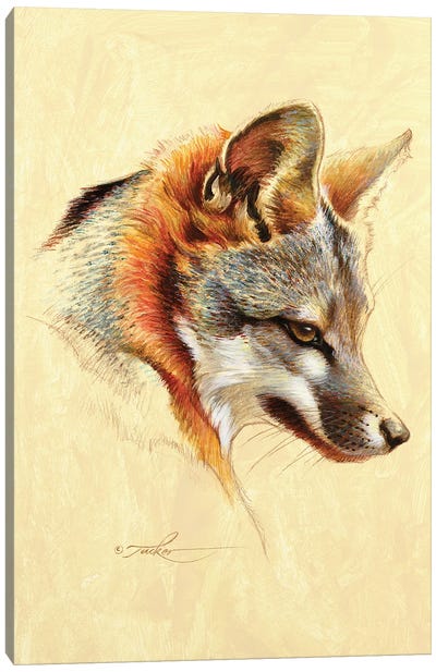Gray Fox Portrait Canvas Art Print - Ezra Tucker