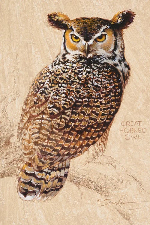 Great Horned Owl