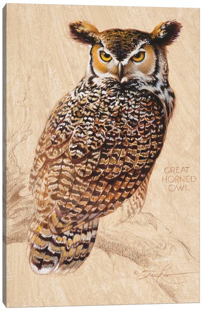 Great Horned Owl Canvas Art Print - Ezra Tucker
