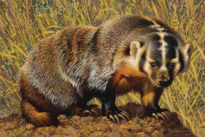 Badgers