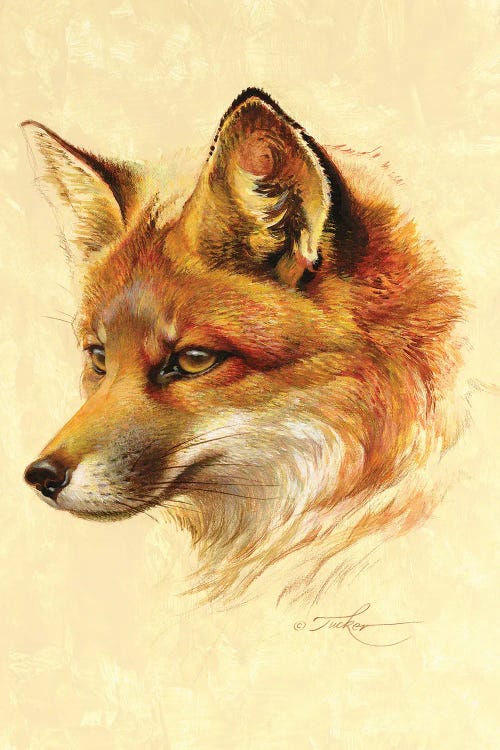 Red Fox Portrait by Ezra Tucker wall art