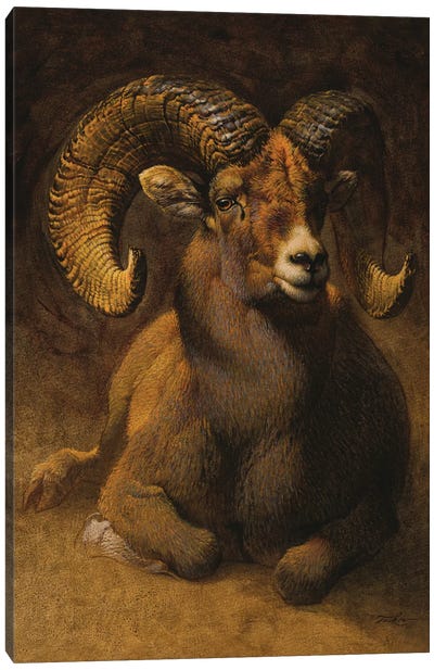 Rocky Mountain Ram Canvas Art Print - Ezra Tucker