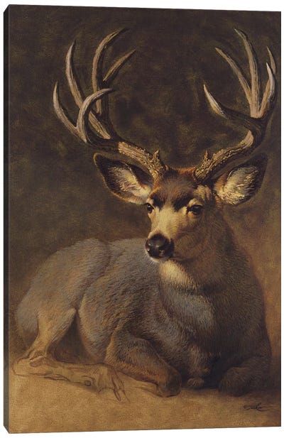 Winter Grey Buck Canvas Art Print - Cabin & Lodge Décor