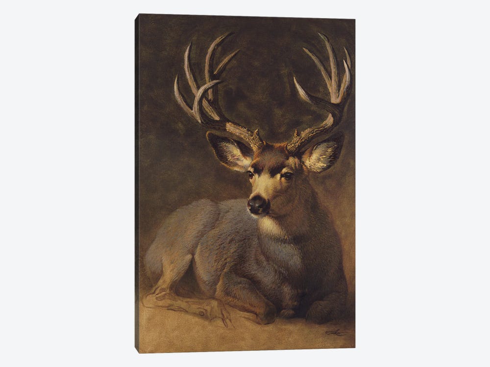 Winter Grey Buck by Ezra Tucker 1-piece Canvas Art Print