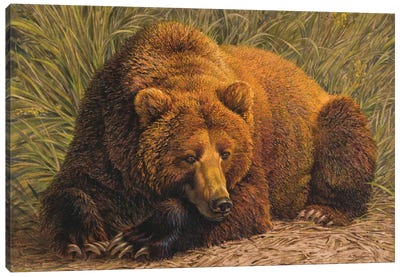 Bearly Awake Canvas Art Print - Grizzly Bear Art