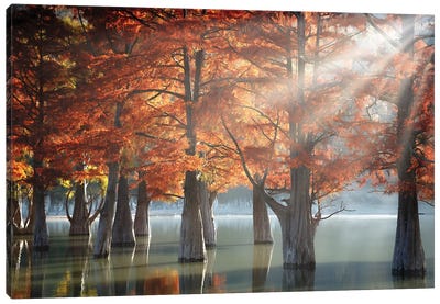 Sunny Cypress Trees Canvas Art Print - 1x Floral and Botanicals