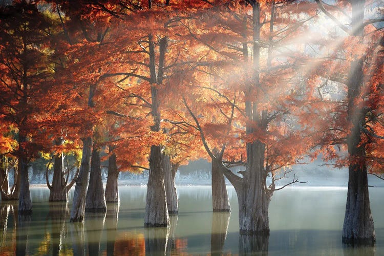 Sunny Cypress Trees