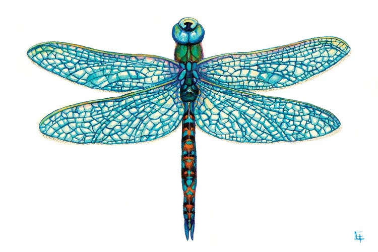 Blue dragonfly 1  Watercolor ink-pen illustration Art Print by