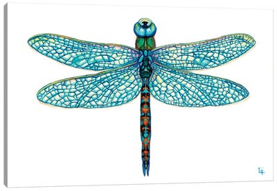 Dragonfly Canvas Art Print - Might Fly Art & Illustration