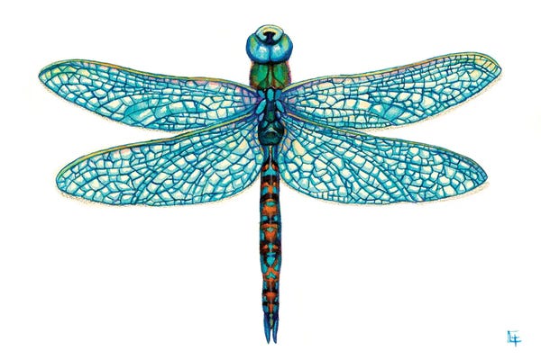 Dragonflies: Dragonfly by Might Fly Art & Illustration