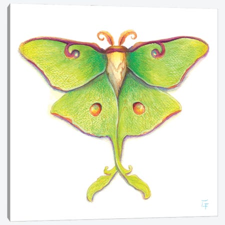 Luna Moth Canvas Print #FAI110} by Might Fly Art & Illustration Canvas Wall Art