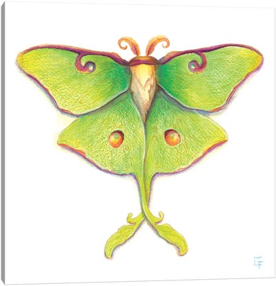Luna Moth Canvas Art Print - Might Fly Art & Illustration