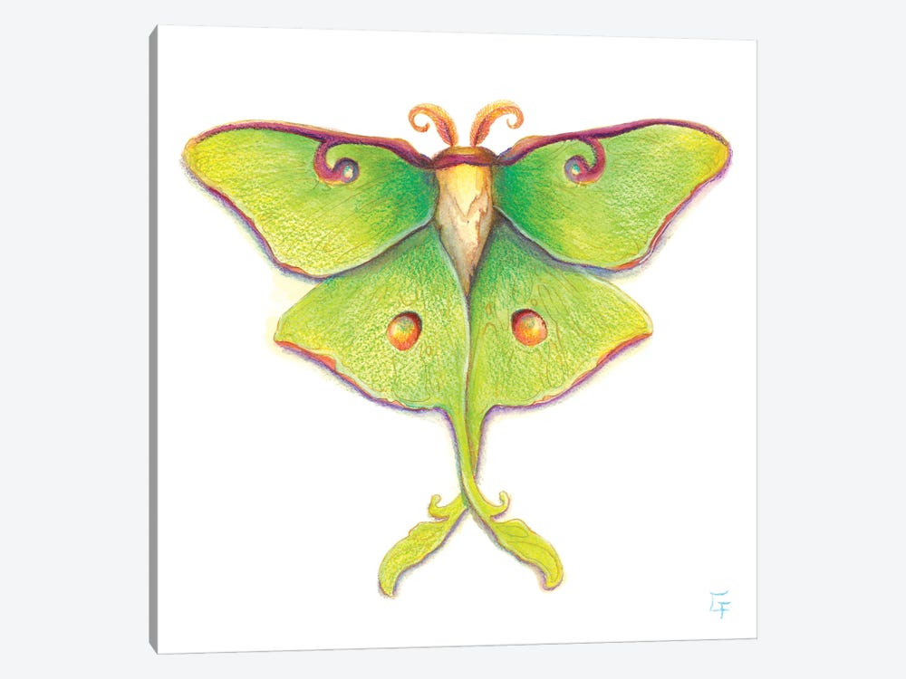Luna Moth by Might Fly Art & Illustration 1-piece Canvas Art Print