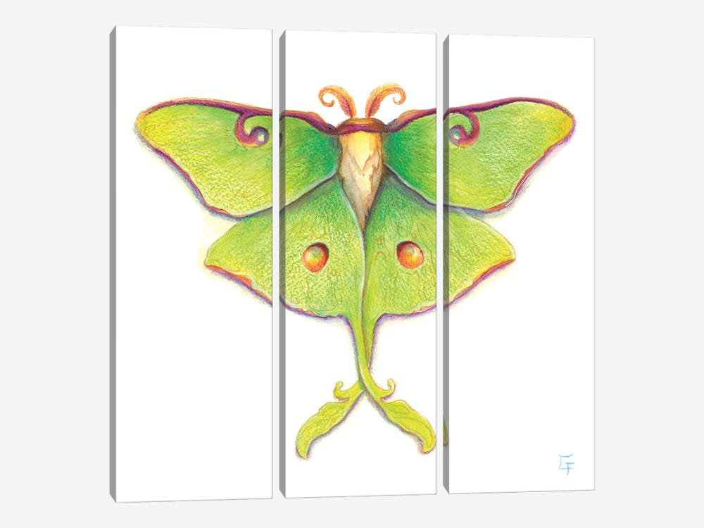 Luna Moth by Might Fly Art & Illustration 3-piece Canvas Art Print