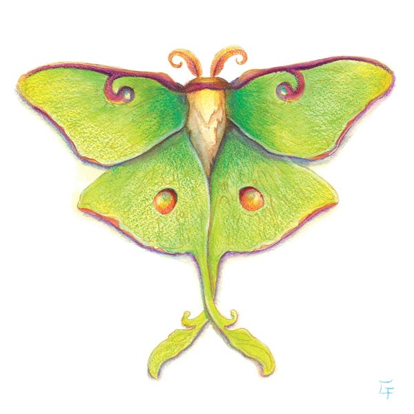 Moths: Luna Moth by Might Fly Art & Illustration