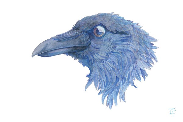 Ravens: Raven by Might Fly Art & Illustration