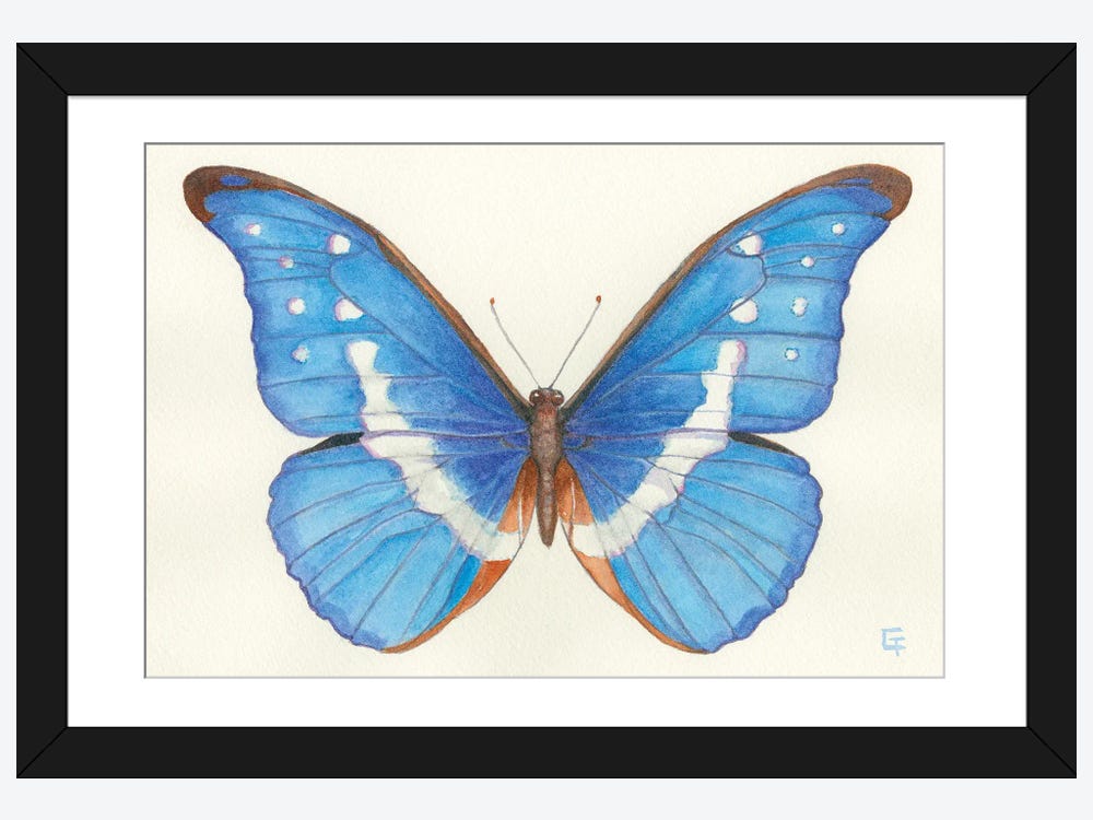 Rice Paper Butterflies  Blue morpho butterfly, Butterfly, Insect art