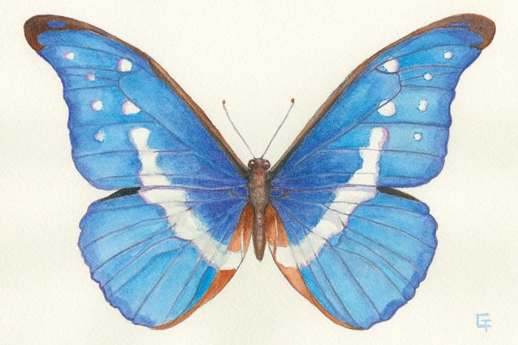 Blue Morpho Butterfly