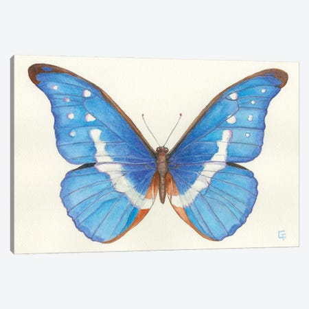 Blue Morpho Butterfly Canvas Print #FAI122} by Might Fly Art & Illustration Art Print