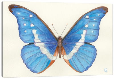 Blue Morpho Butterfly Canvas Art Print