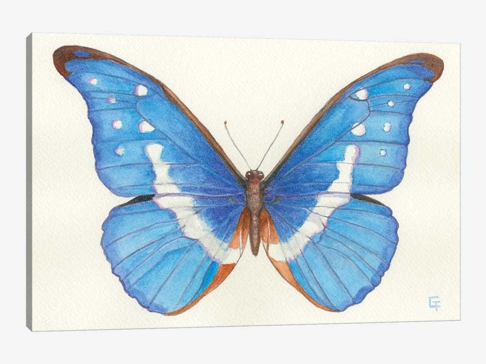 Blue Morpho Butterfly by Might Fly Art & Illustration 1-piece Canvas Wall Art
