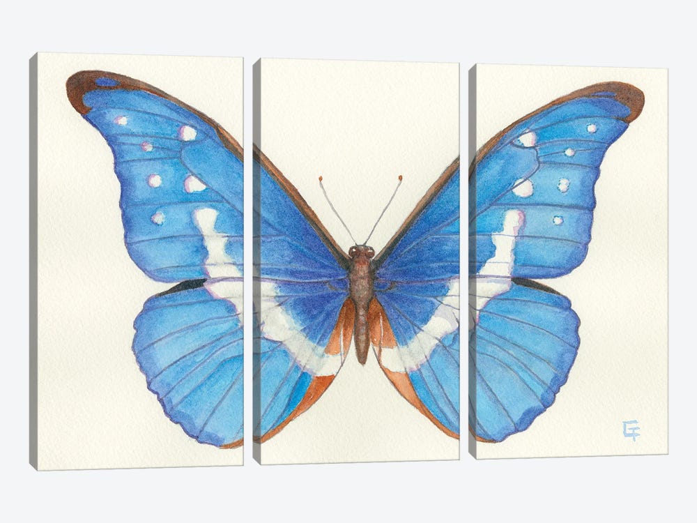 Blue Morpho Butterfly by Might Fly Art & Illustration 3-piece Canvas Wall Art