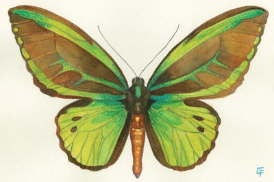 Birdwing Butterfly by Might Fly Art & Illustration art print