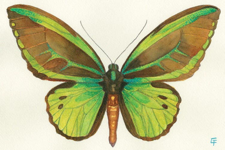 Birdwing Butterfly by Might Fly Art & Illustration wall art