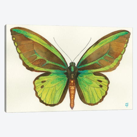 Birdwing Butterfly Canvas Print #FAI123} by Might Fly Art & Illustration Canvas Print