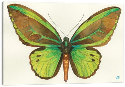 Birdwing Butterfly Canvas Art Print - Might Fly Art & Illustration