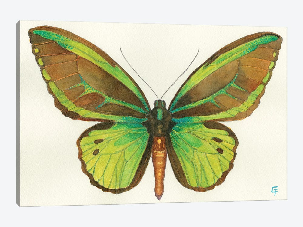 Birdwing Butterfly by Might Fly Art & Illustration 1-piece Art Print
