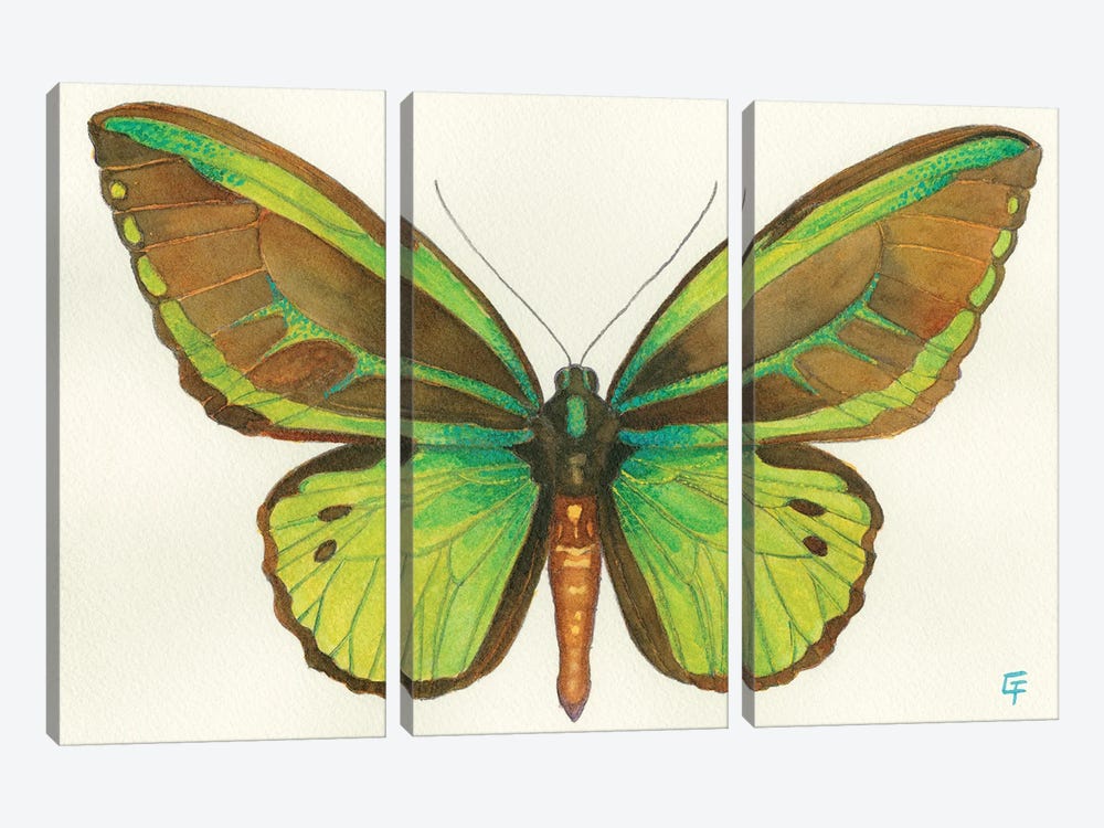 Birdwing Butterfly by Might Fly Art & Illustration 3-piece Canvas Art Print