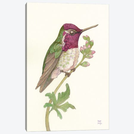 Anna's Hummingbird Canvas Print #FAI125} by Might Fly Art & Illustration Canvas Wall Art