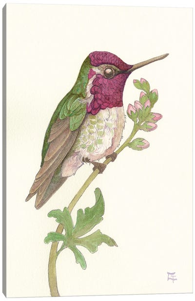 Anna's Hummingbird Canvas Art Print - Might Fly Art & Illustration