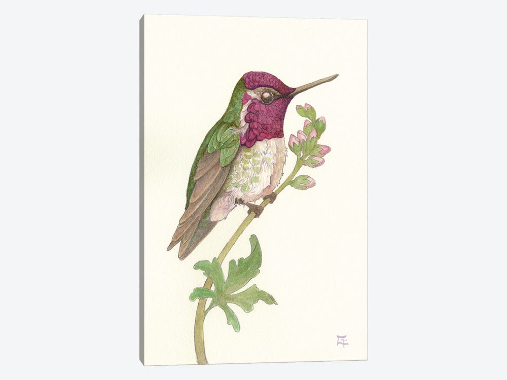 Anna's Hummingbird by Might Fly Art & Illustration 1-piece Art Print